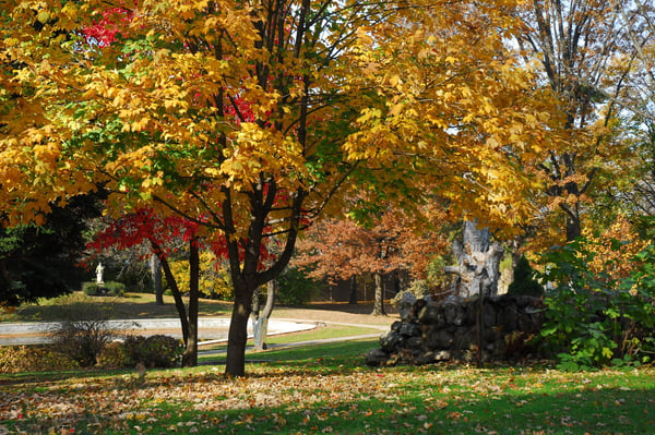 trees in fall on Visitation campus